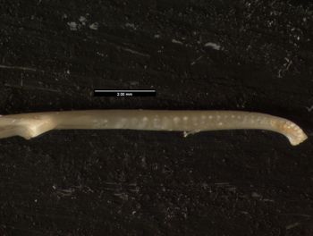 Media type: image;   Herpetology R-75800